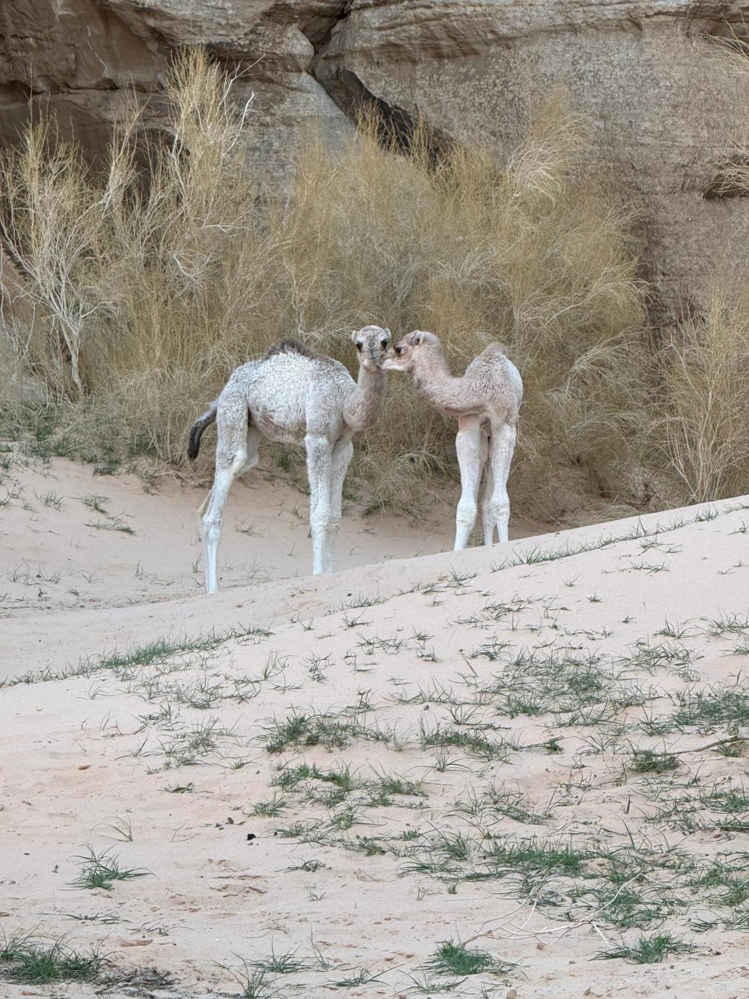 Desert Bird Camp Wadi Rum Exterior foto